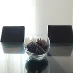 Sunshine * טרוגיר